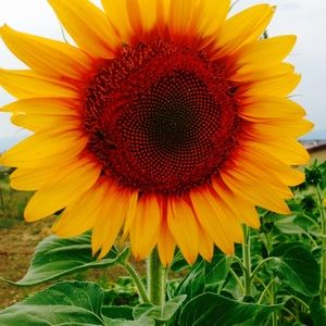 Meet your Posher, Joyce